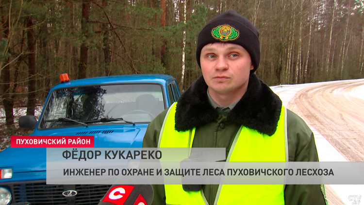Лесхозы Минской области проводят рейды. Под контролем – незаконная вырубка елей и сосен-4