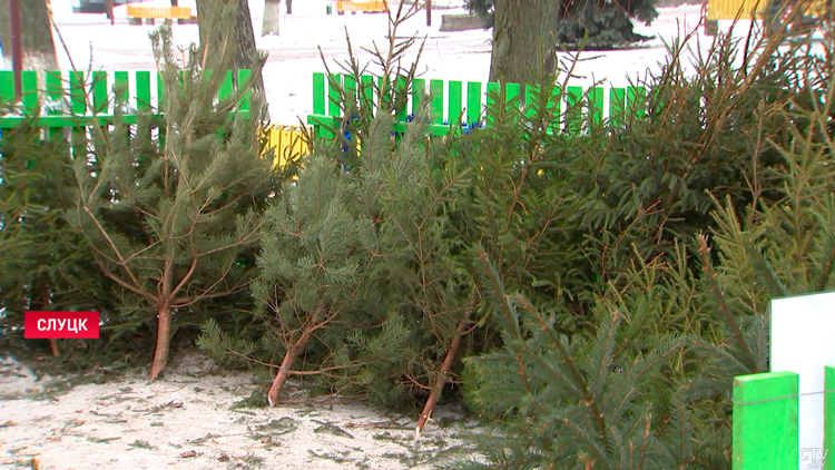 Лесхозы Минской области проводят рейды. Под контролем – незаконная вырубка елей и сосен-7