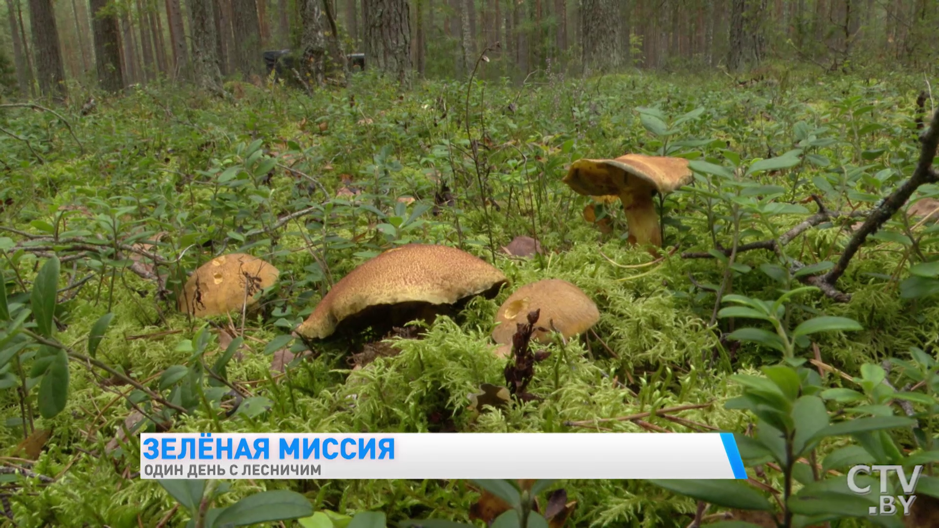 «Недавно человек встретился с тремя медвежатами». Один день с лесничим Березинского заповедника -19