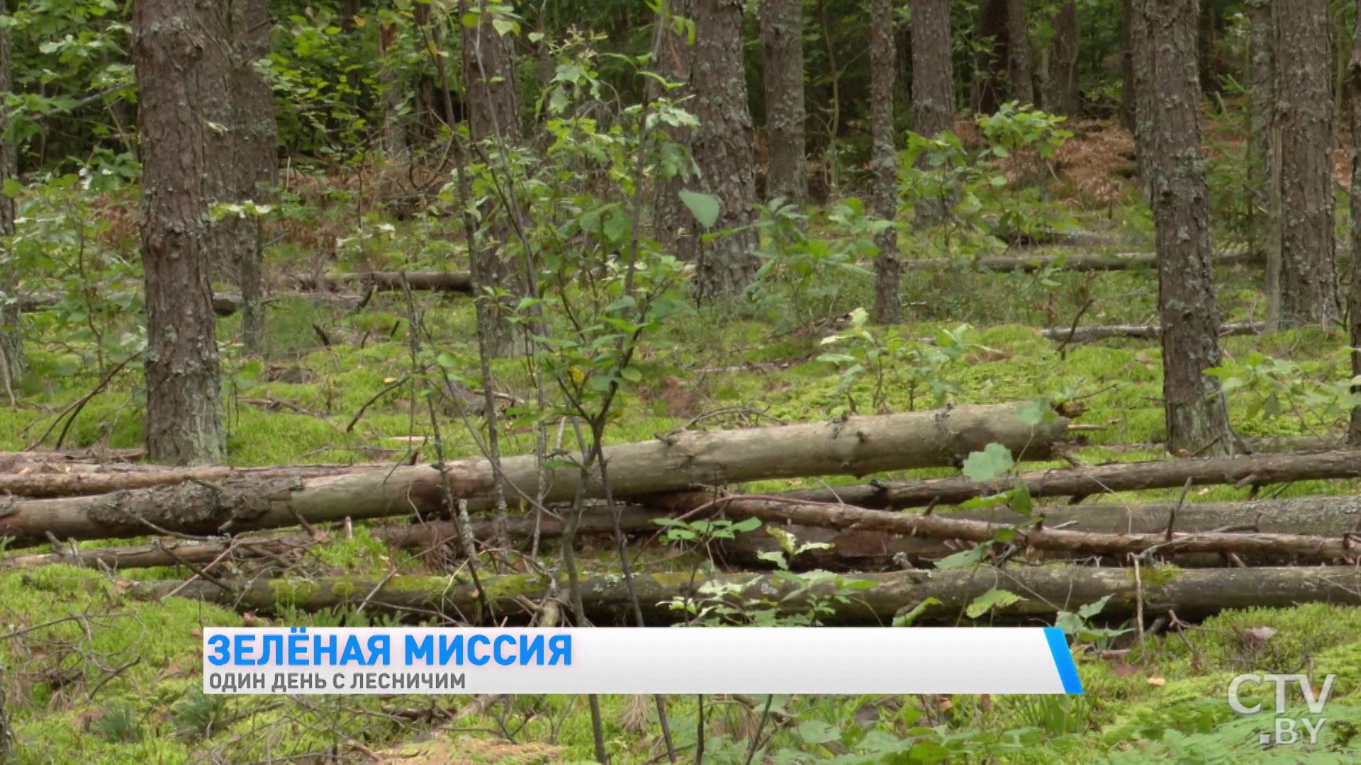 «Недавно человек встретился с тремя медвежатами». Один день с лесничим Березинского заповедника -13