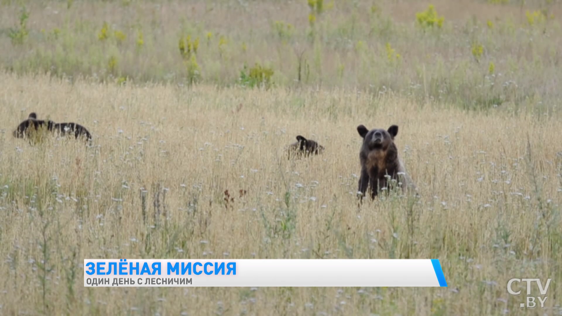 «Недавно человек встретился с тремя медвежатами». Один день с лесничим Березинского заповедника -10