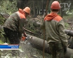  В Мозырском районе уничтожен лес на миллионы долларов