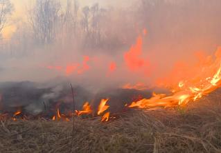 Запреты и ограничения на посещение лесов действуют в 24 районах Беларуси
