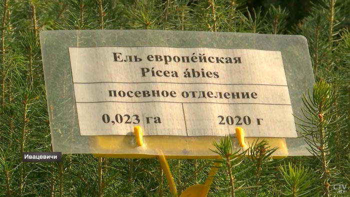 «Сколько у нас пустующих таких земель? Тысячи и тысячи». Александр Лукашенко о восстановлении леса в Беларуси-13