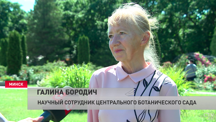 Бутон распускается лишь на день. В Ботаническом саду зацвели лилейники-4
