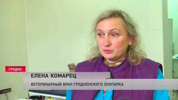 Зверьки плачут, скучают без мамы. В Гродненский зоопарк люди принесли брошенных лисят-7