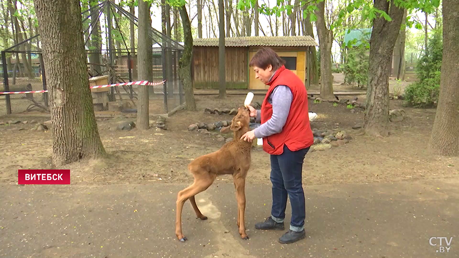 10-дневный лосёнок остался без мамы и теперь живёт в Витебском зоопарке. Где планируют поселить детёныша?-7