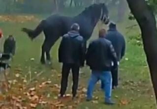 В Лошицком парке лошадь провалилась в яму. Доставали перепуганное животное 9 человек