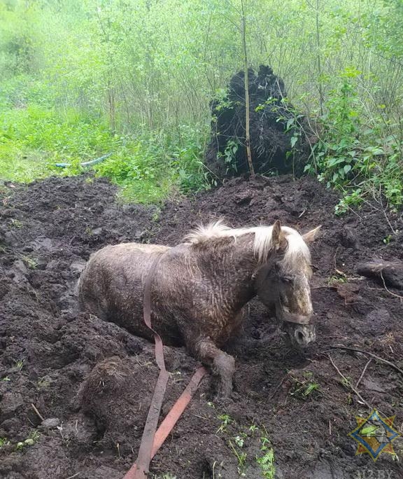 В Крупском районе спасли лошадь. Она провалилась в болото и застряла -1