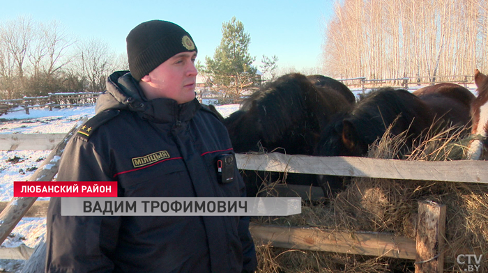 Семья из Минской области разводит лошадей – рассказываем все тонкости необычного хобби-4