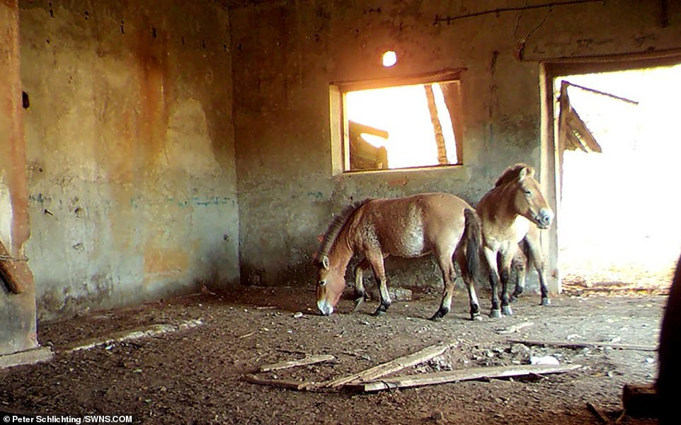 Скрытые камеры установили в Чернобыльской зоне отчуждения. И вот кто теперь живёт в заброшенных домах-1