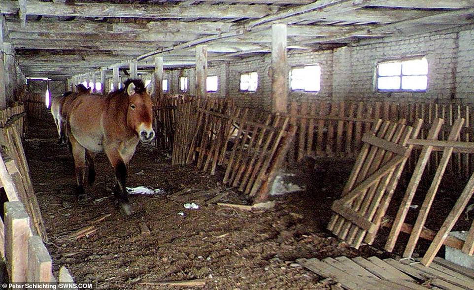 Скрытые камеры установили в Чернобыльской зоне отчуждения. И вот кто теперь живёт в заброшенных домах-4