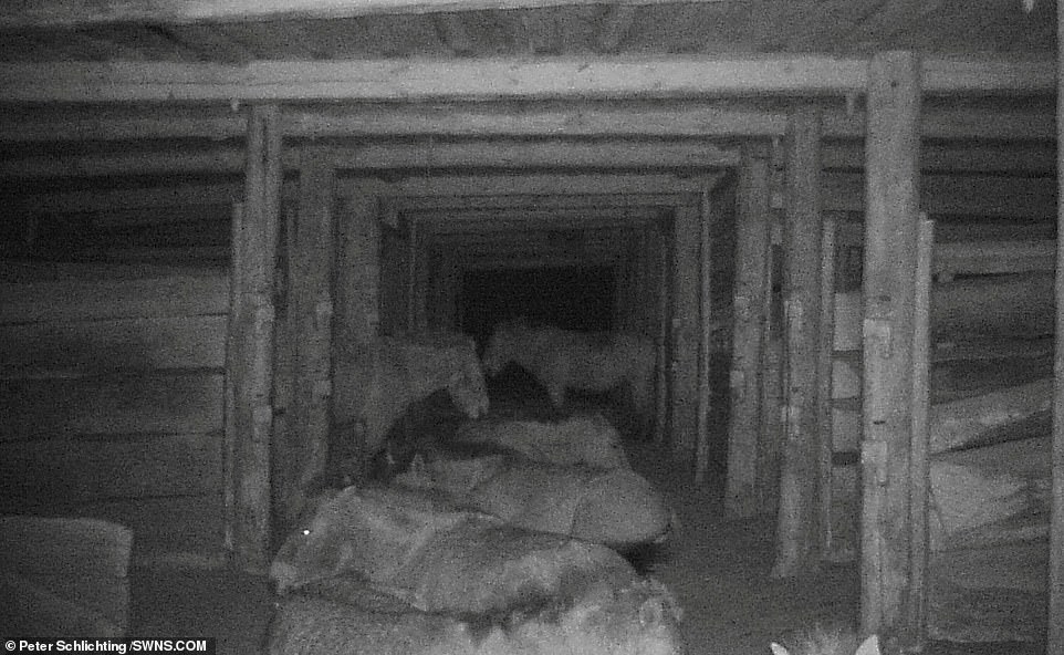 Скрытые камеры установили в Чернобыльской зоне отчуждения. И вот кто теперь живёт в заброшенных домах Скрытые камеры установили в Чернобыльской зоне отчуждения. И вот кто теперь живёт в заброшенных домах