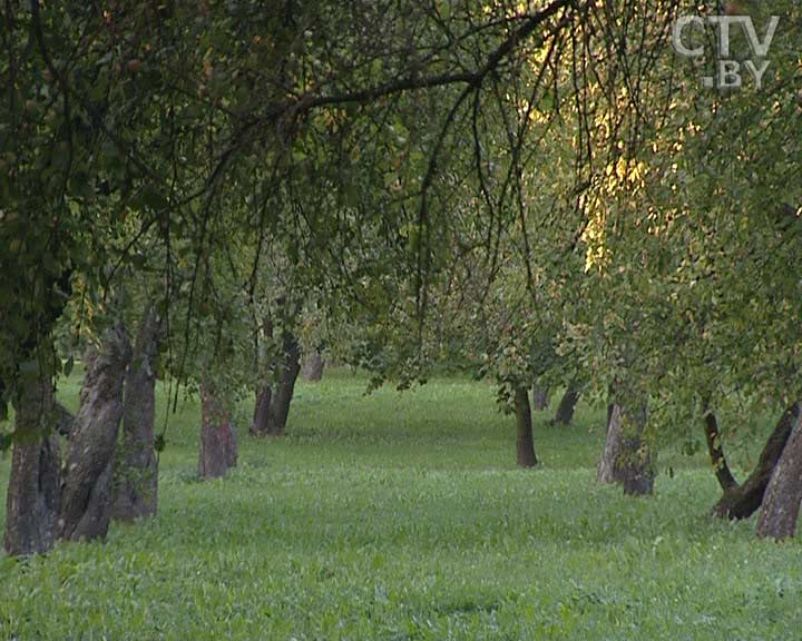 Лошицкий парк в Минске: история усадьбы Любанских, флигеля, старой мельницы и сада Вавилова