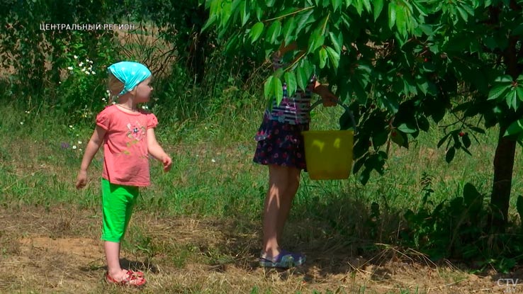 Как выводят лучшие сорта черешни? Побывали в садах Института плодоводства и узнали-17