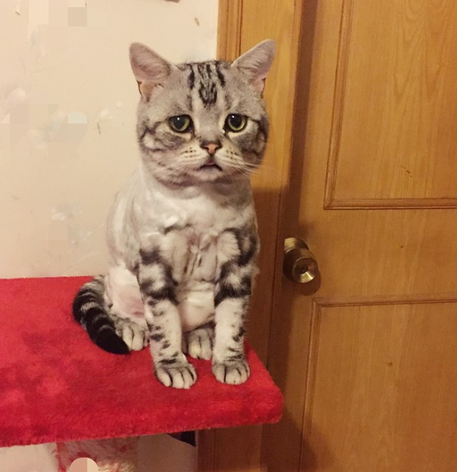 Самая грустная кошка в мире живет в Пекине и покоряет Instagram-4
