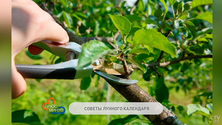 Советы лунного календаря на 6-11 августа. О чём не забыть дачнику?-1