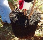 24-30 мая. Сверяемся с лунным календарём и планируем садовые работы 