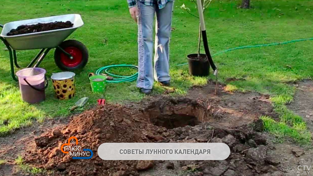 Лунный календарь огородника с 16 по 22 августа. Важно не планировать посадки  сутки до и после полнолуния-1