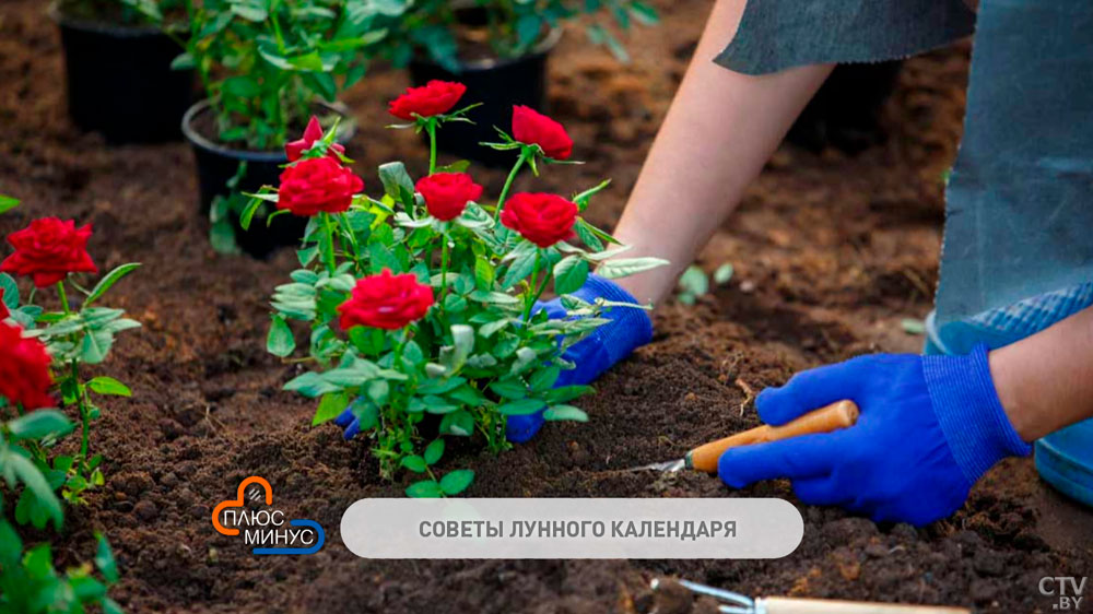 Лунный календарь огородника на сентябрь: в какие дни крайне нежелательно работать в саду?-1 Лунный календарь огородника на сентябрь: в какие дни крайне нежелательно работать в саду?-1