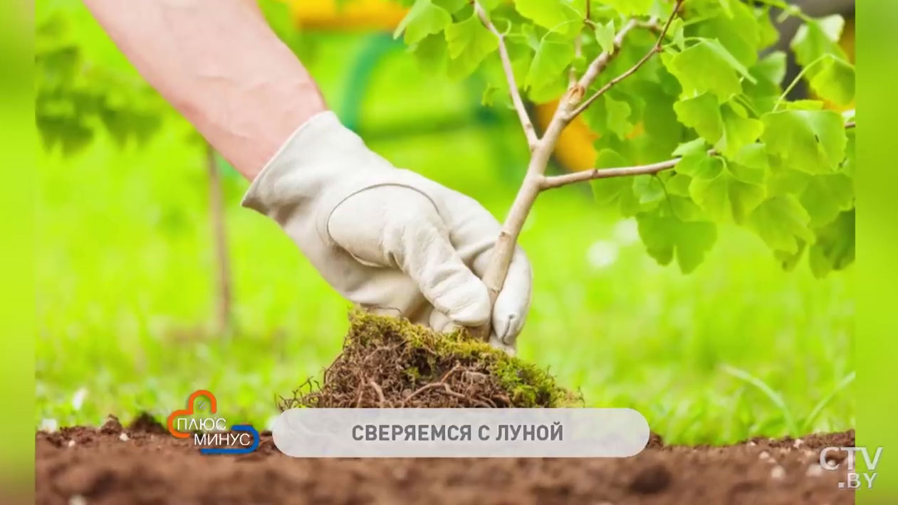 Лунный календарь огородников и садоводов с 10 по 17 мая: посадки, прополка, обработка от вредителей-1