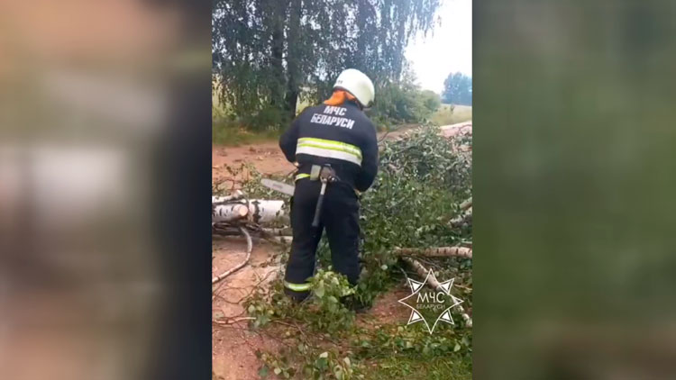 В Зельвенском районе из-за падения дерева погибла женщина