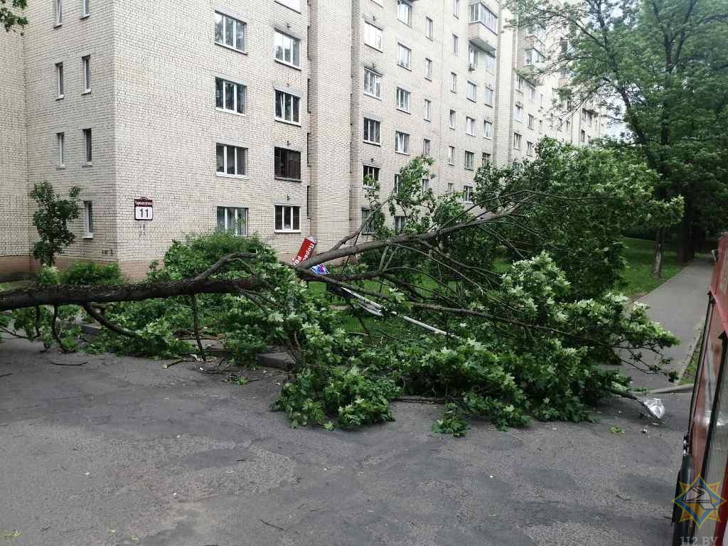 Последствия сильного ветра в Минске: повалены деревья, повреждены автомобили -4