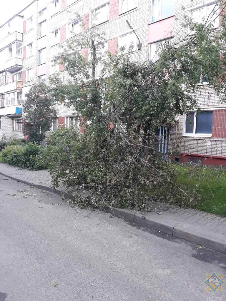 Последствия сильного ветра в Минске: повалены деревья, повреждены автомобили -13