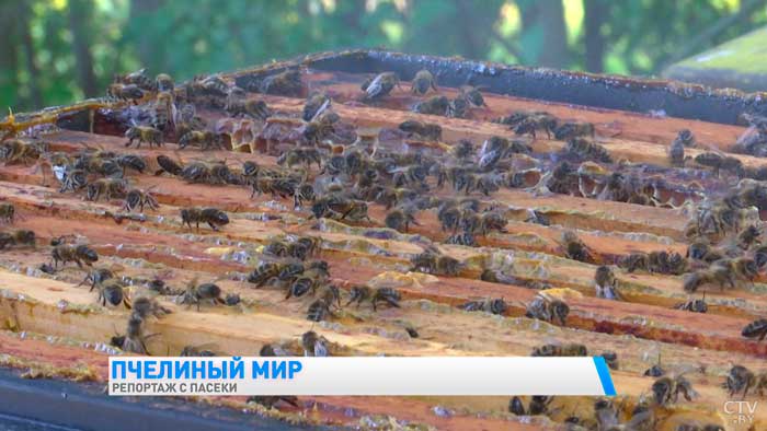 Натуральный мёд не должен напоминать карамель. Узнали секреты у пчеловода-10