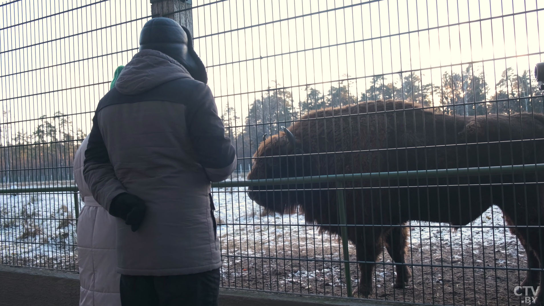 «Адреналин и восхищение». Какие дикие животные есть в Беловежской пуще и можно ли их кормить?-7