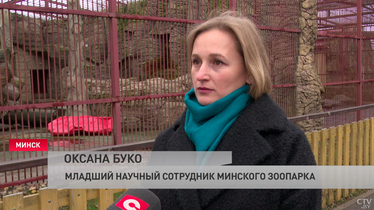 В Минском зоопарке из спячки вышел медведь Тристан: пока он гуляет только в хорошую погоду и после еды-4 В Минском зоопарке из спячки вышел медведь Тристан: пока он гуляет только в хорошую погоду и после еды-4