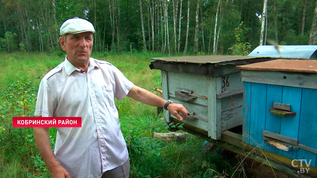 Медведь-сладкоежка завёлся в лесах под Кобрином. Хищник ворует мёд с местных пасек-4