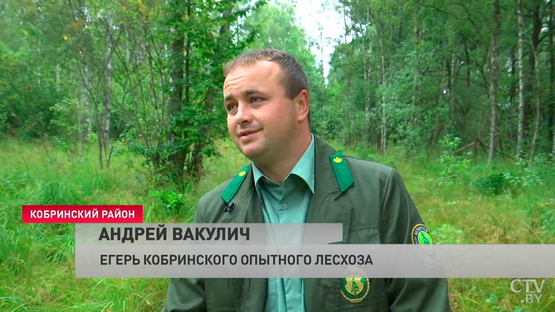 Медведь-сладкоежка завёлся в лесах под Кобрином. Хищник ворует мёд с местных пасек-10