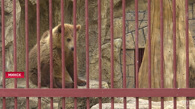 Подруга для Тристана. В Минском зоопарке появилась молодая медведица из Пензы-1