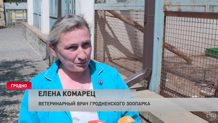 Гималайских медвежат показали в зоопарке Гродно. Посмотрите, чем занимаются малыши в вольерах-4