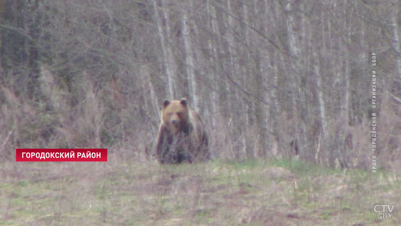 Покушал и прилёг рядом. Медведь разоряет пасеки в Городокском районе: что думают местные жители? -28