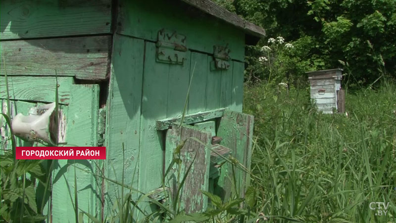 Покушал и прилёг рядом. Медведь разоряет пасеки в Городокском районе: что думают местные жители? -1