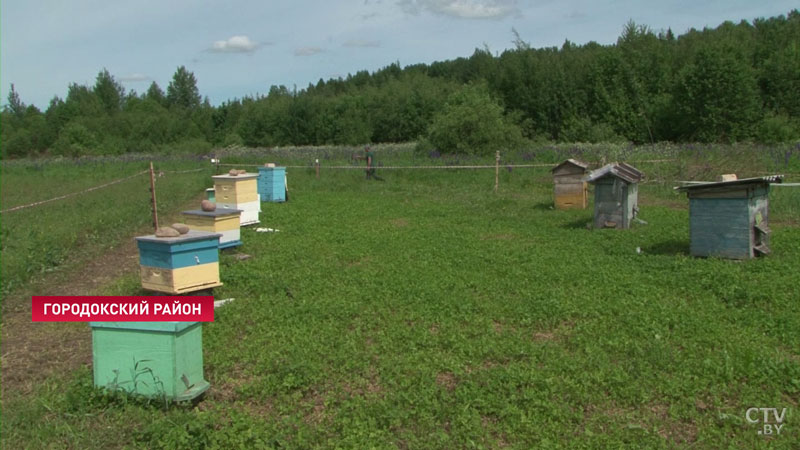 Покушал и прилёг рядом. Медведь разоряет пасеки в Городокском районе: что думают местные жители? -10