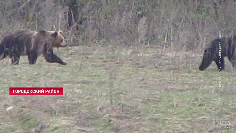 Покушал и прилёг рядом. Медведь разоряет пасеки в Городокском районе: что думают местные жители? -19