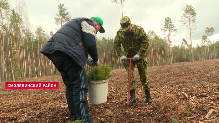 «Очень важный природный ресурс». Сотрудники МИД посадили деревья и поддержали акцию «Неделя леса»-1