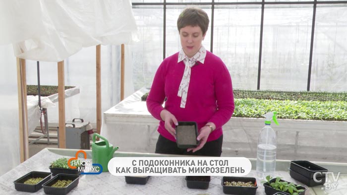 Что такое микрозелень и как её правильно посадить-4