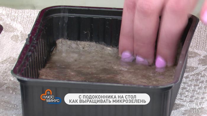 Что такое микрозелень и как её правильно посадить-7