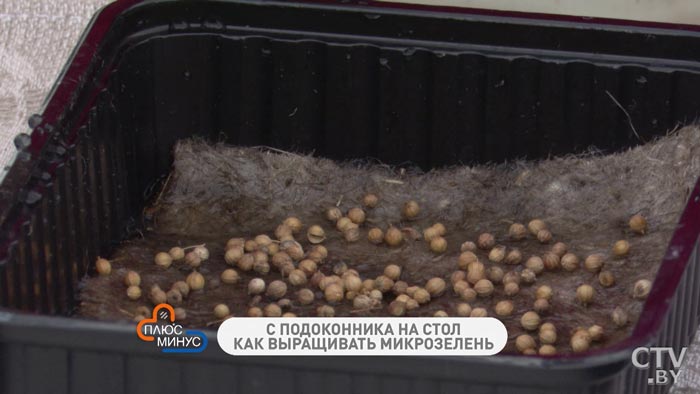 Что такое микрозелень и как её правильно посадить-10