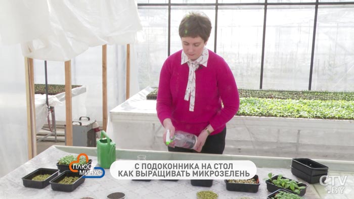 Что такое микрозелень и как её правильно посадить-13