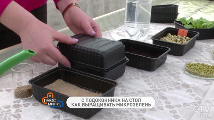 Что такое микрозелень и как её правильно посадить-16