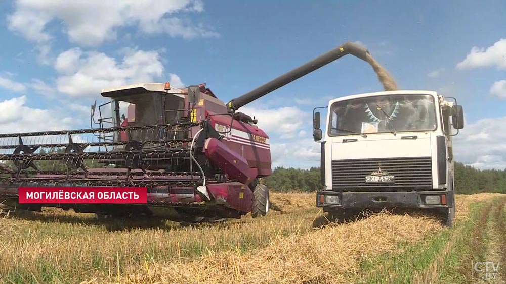 «Надо работать с утра и до ночи. Не упустить ни одного зёрнышка». В Могилёвской области собрали миллион тонн зерна-1