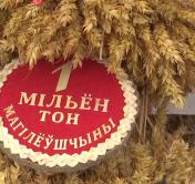 «Надо работать с утра и до ночи. Не упустить ни одного зёрнышка». В Могилёвской области собрали миллион тонн зерна