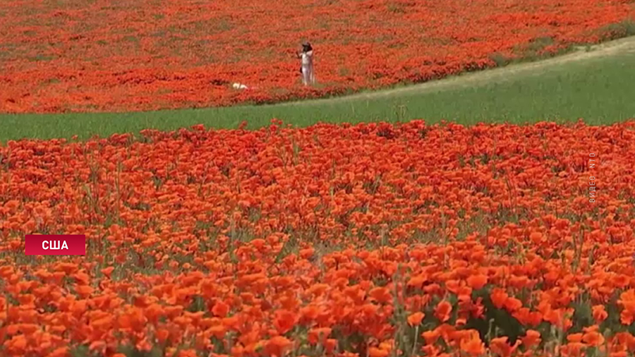 Миллионы цветков мака украсили долину Антилоп в Калифорнии. Посмотрите на это явление Миллионы цветков мака украсили долину Антилоп в Калифорнии. Посмотрите на это явление