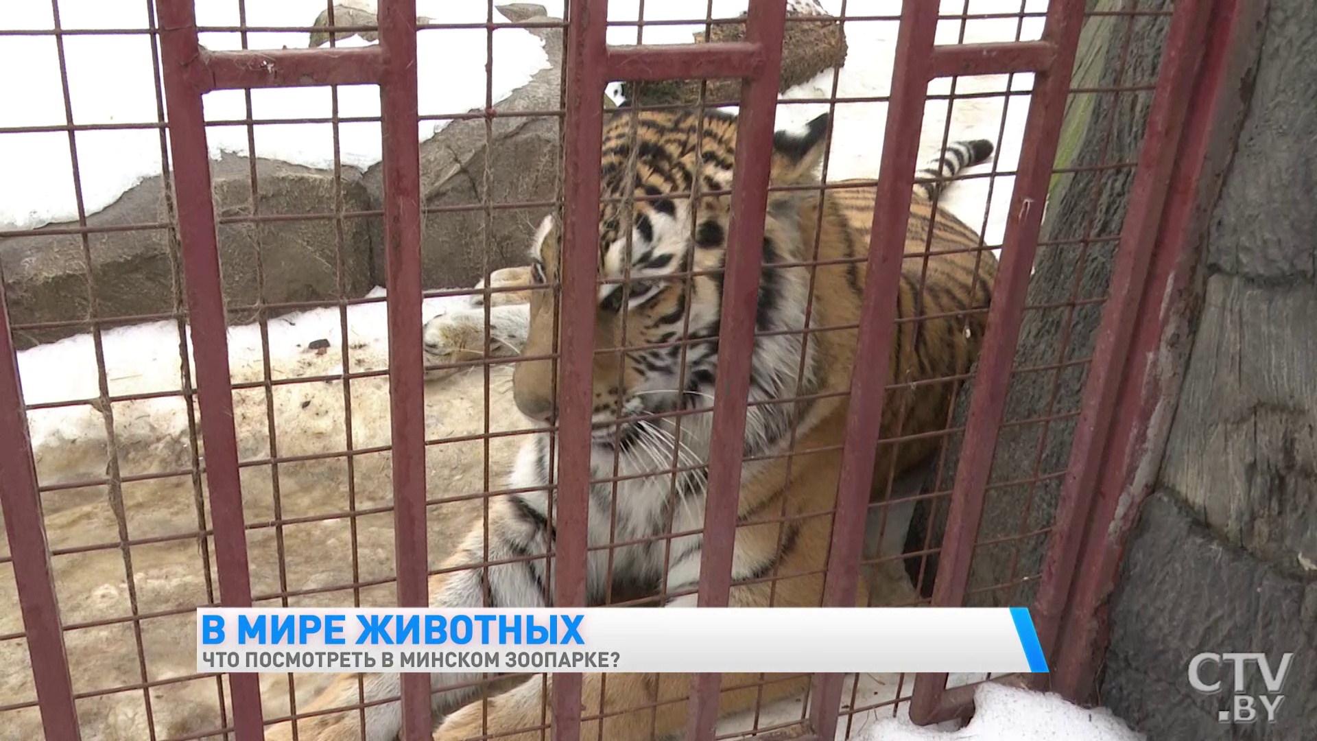 «У каждого животного свой график». Экскурсия в Минский зоопарк-1