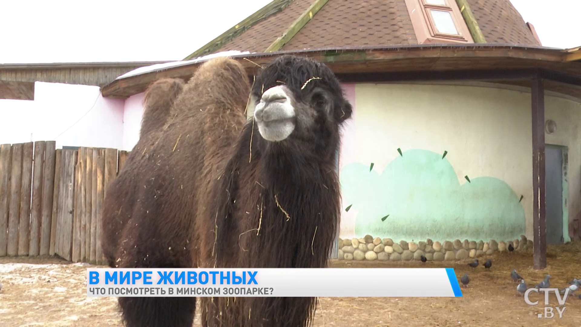 «У каждого животного свой график». Экскурсия в Минский зоопарк-28